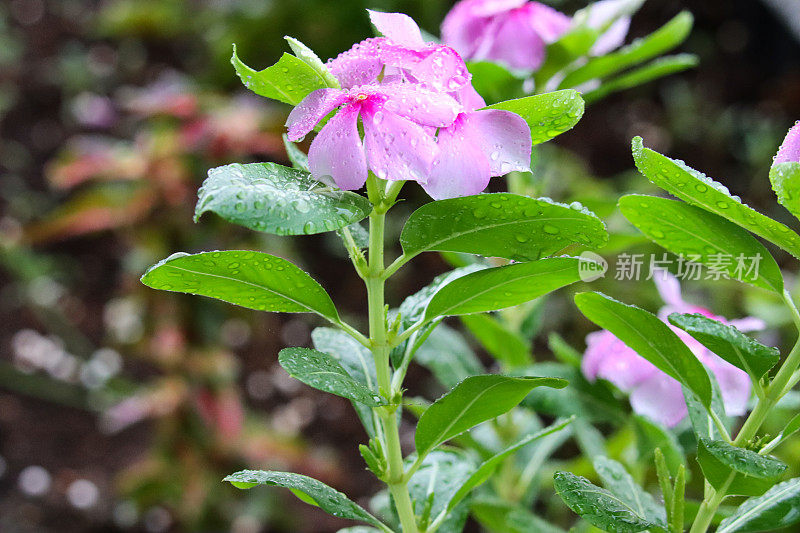 粉红色开花的萨达巴哈/马达加斯加长春花植物(Catharanthus roseus)的特写图像，生长在凸起的花园床，水滴，聚焦前景